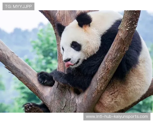 熊猫杯压力山大——如何在忙碌生活中找到一片宁静